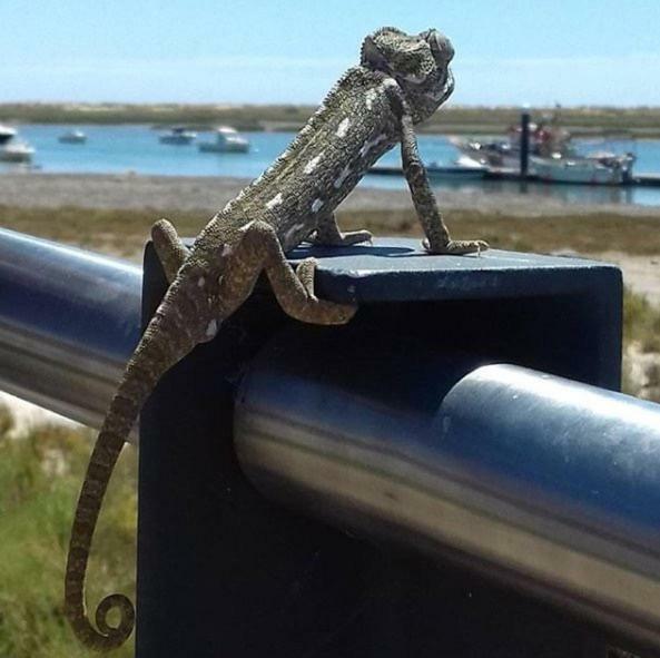 Petit Poisson Daire Cabanas De Tavira Dış mekan fotoğraf